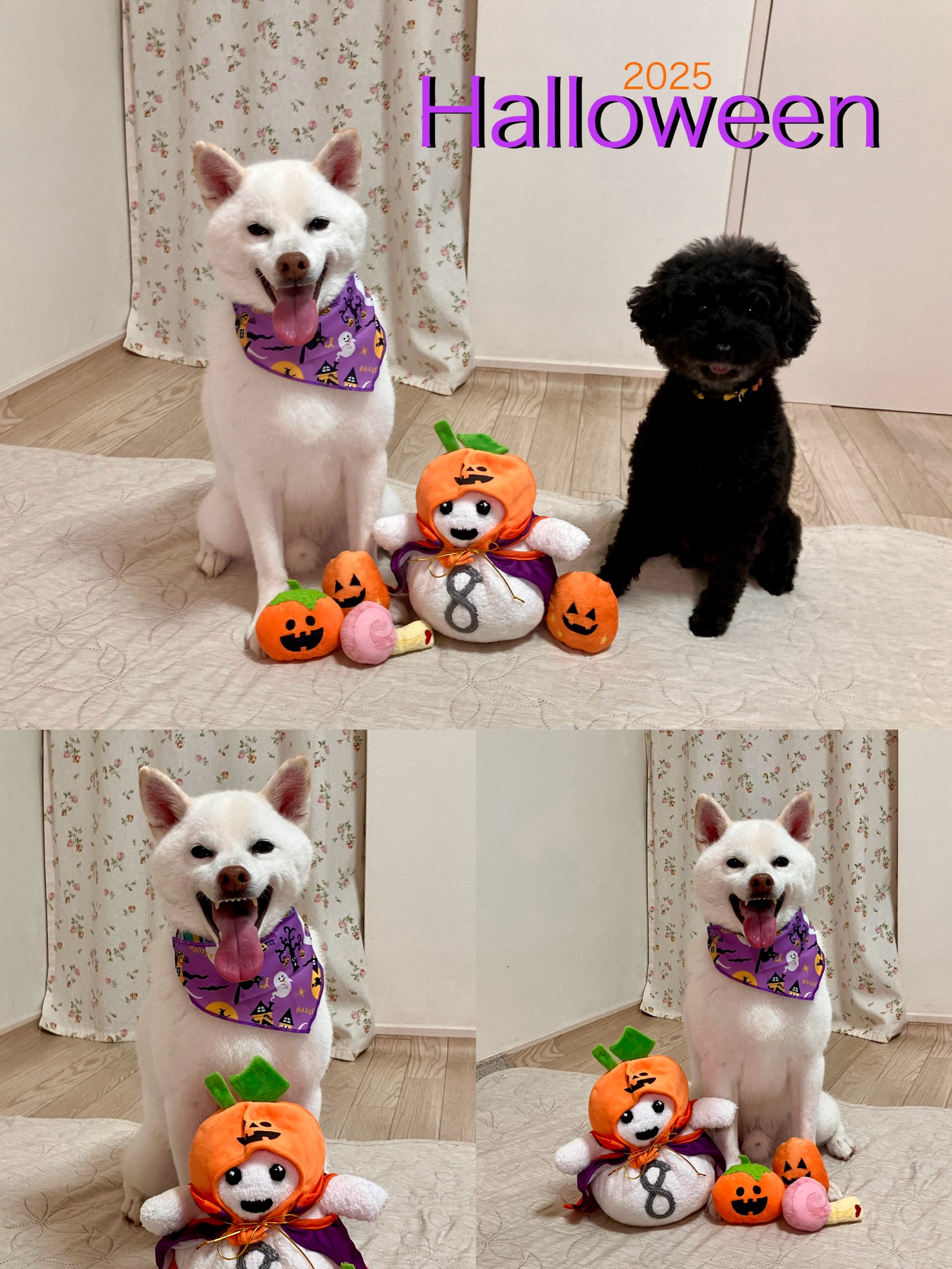 アップロードファイル 1,341KB